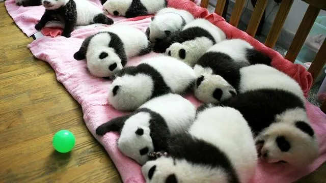 BBC Mundo - Video y Fotos - Doce pandas bebés: China enseña su ...