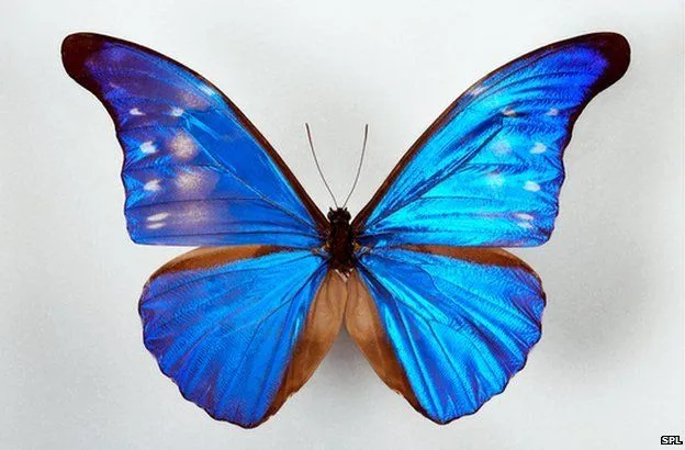 BBC News - Butterfly wings inspire cosmetics and bomb detectors