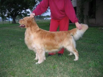 Beagle, Caniche, Golden Retriever, Yorkshire Terrier