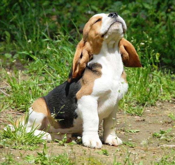 Beagle Caracteristicas | Beagle