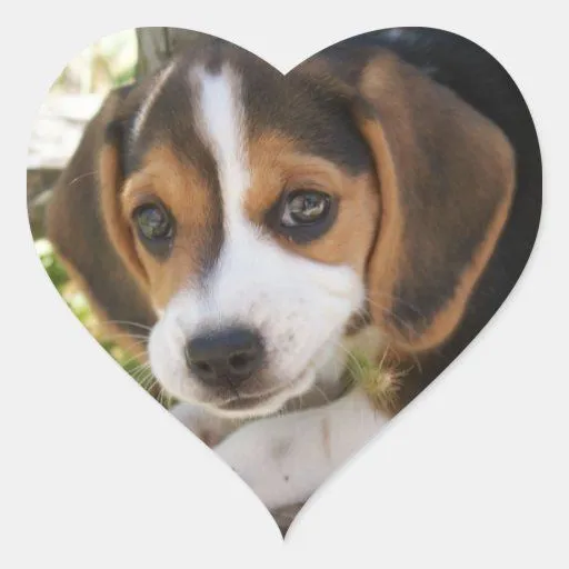 Beagle del perro de perrito calcomanías corazones de Zazzle.