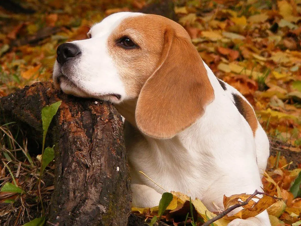 Beagle. PerrosAmigos.