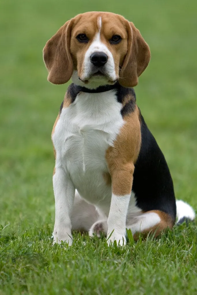 Beagle... la Raza Ideal de Perros! - Taringa!