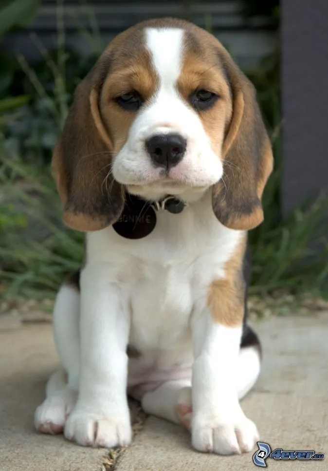 Beagles Beagles Bebes Jpg Pictures to like or share on Facebook