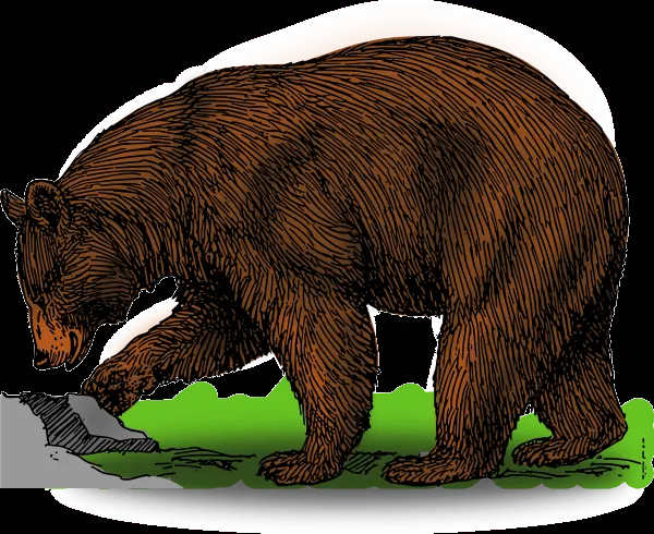 Bear clip art - vector clip art online, royalty free & public domain