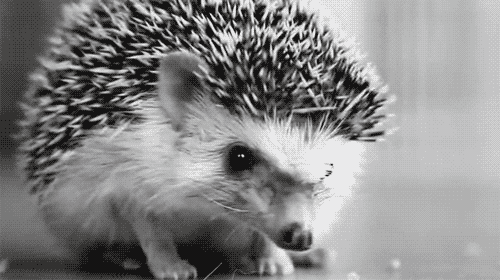 beautiful animal hedgehog de erizo tierra hipstertime •