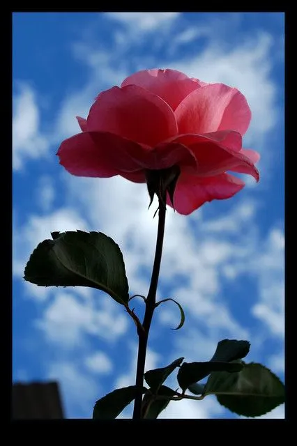 BEAUTIFUL FLOWER.......... "ROSE" | Flickr - Photo Sharing!