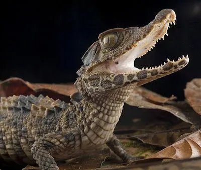 bebe cocodrilo baby crocodile