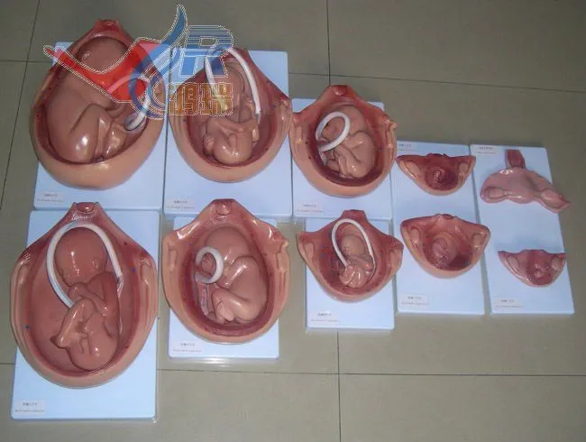 El crecimiento del feto durante el embarazo, el feto, modelo de ...