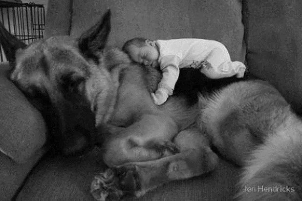 bebe durmiendo encima de un perro Bebé durmiendo encima de un perro