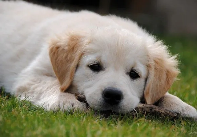 Golden retriever bebés - Imagui