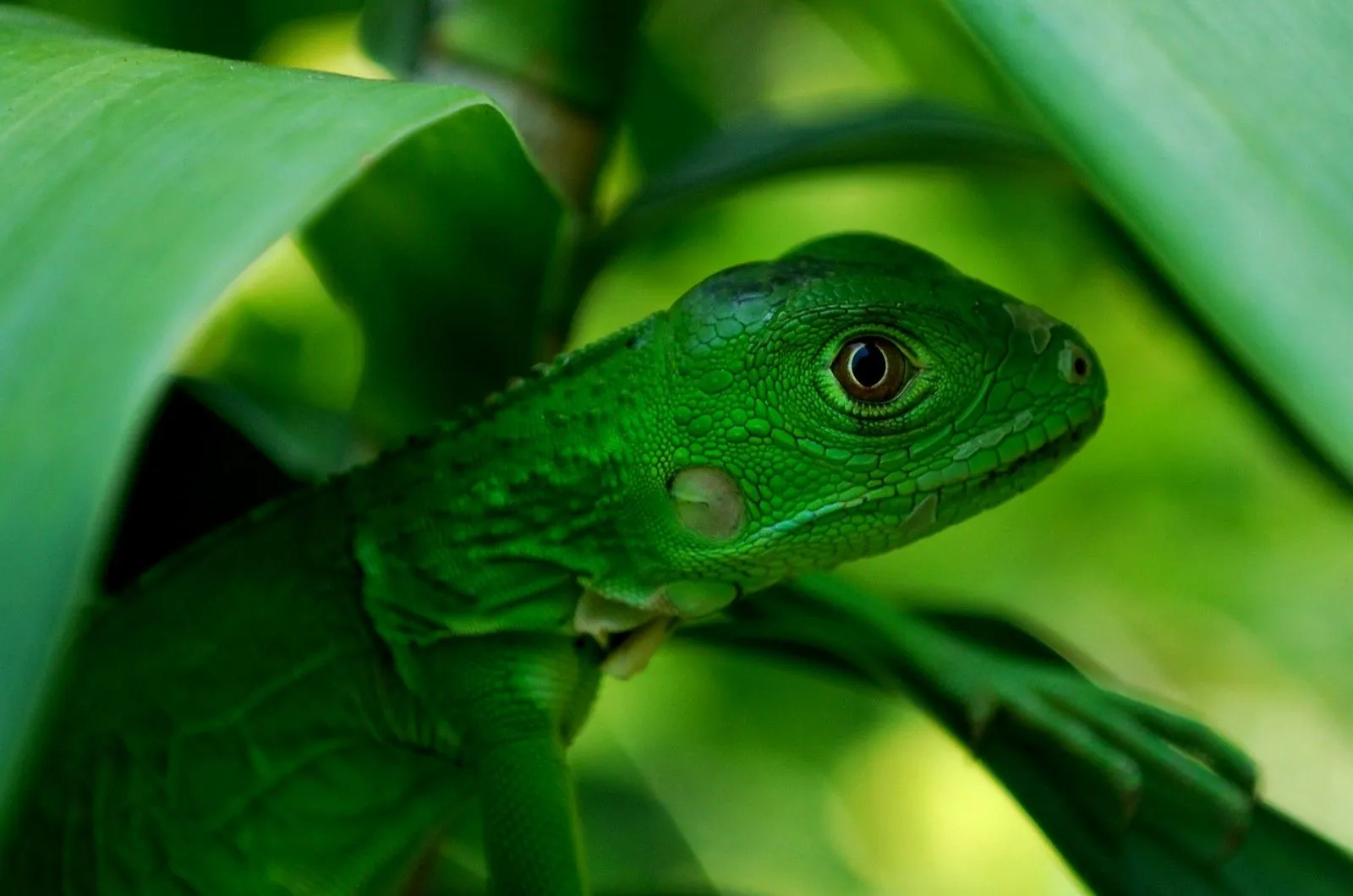 Bebe Iguana | Flickr - Photo Sharing!