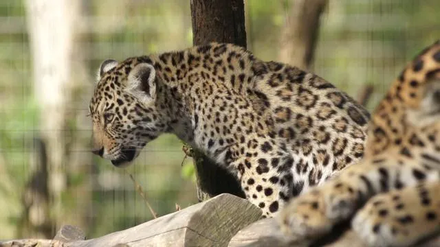 Bébé Jaguar on Vimeo