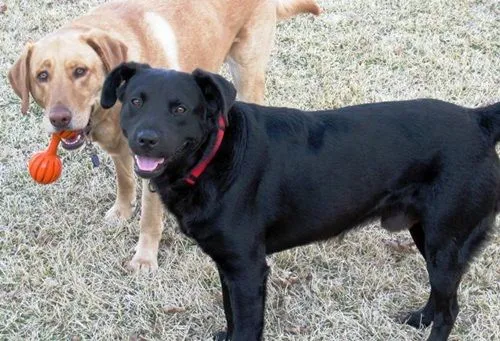 Bebe - Labrador Retriever | Humane Society of Dallas County