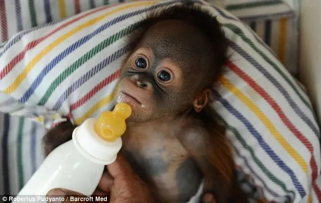 Un bebé orangután