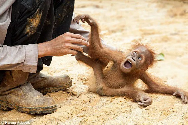 Un bebé orangután y su madre, rescatados de una muerte segura en ...