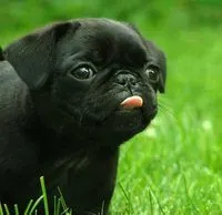 bebe pug