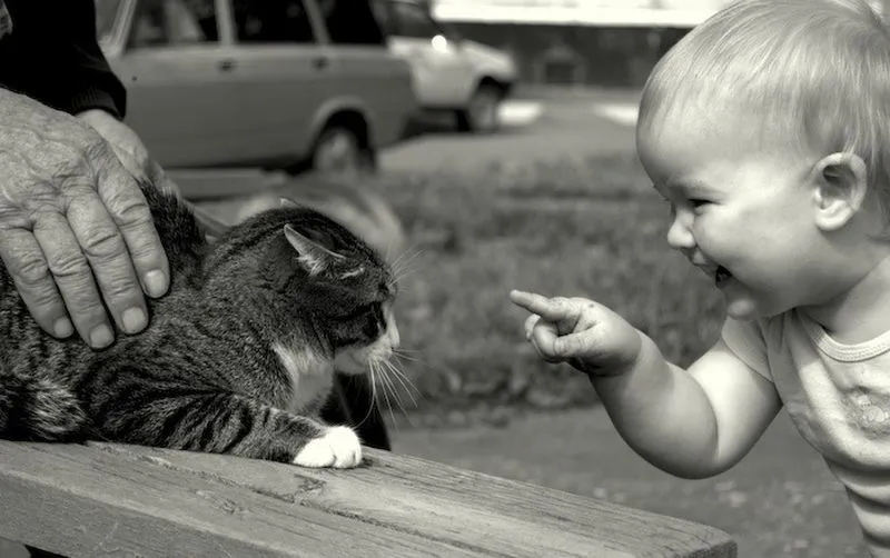 bebe riendose de un gato Bebé riéndose de un gato