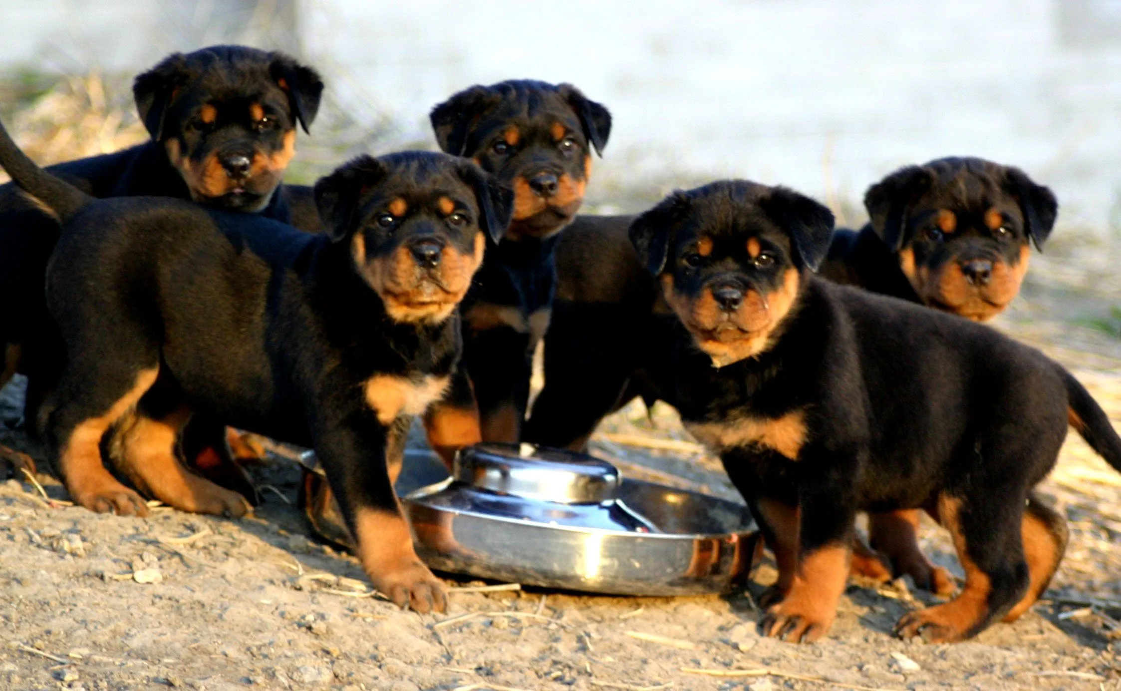 Bébé Rottweiler