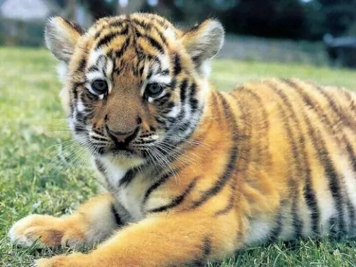 Bébé tigre