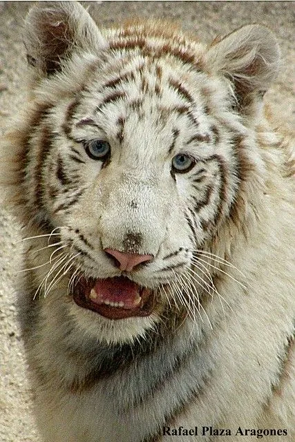 bebe tigre blanco | Flickr - Photo Sharing!