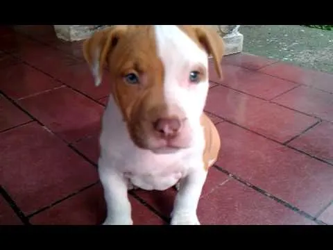 Nuevos bebes de la casa... American Standford - YouTube