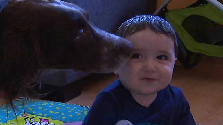 Los bebés que conviven durante el primer año de vida con perros o ...