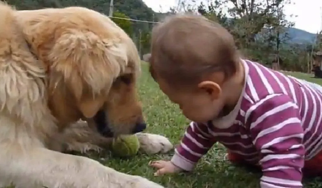 Bebés y Golden Retriever jugando! | Cuidar de tu perro es facilisimo.