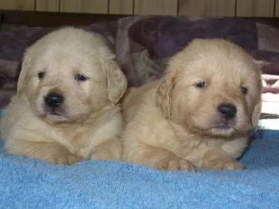 BÉBÉS GOLDEN RETRIEVER (PORTÉE 2007)