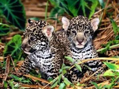 bébés jaguars par animaux44 blog (44)