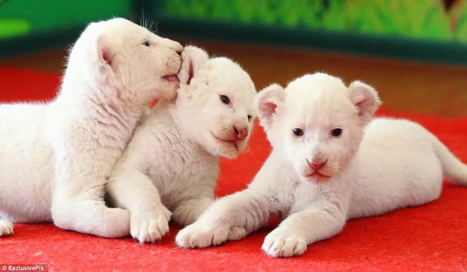 Tres bebés de león blanco y un tigre fueron adoptados por una ...