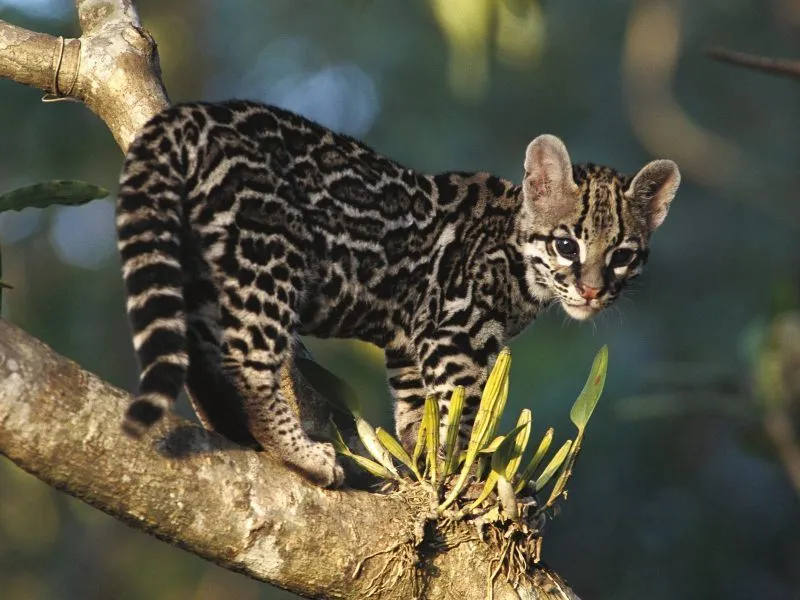 Bebés leopardos - Imagui