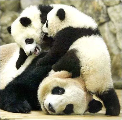 bebes pandas