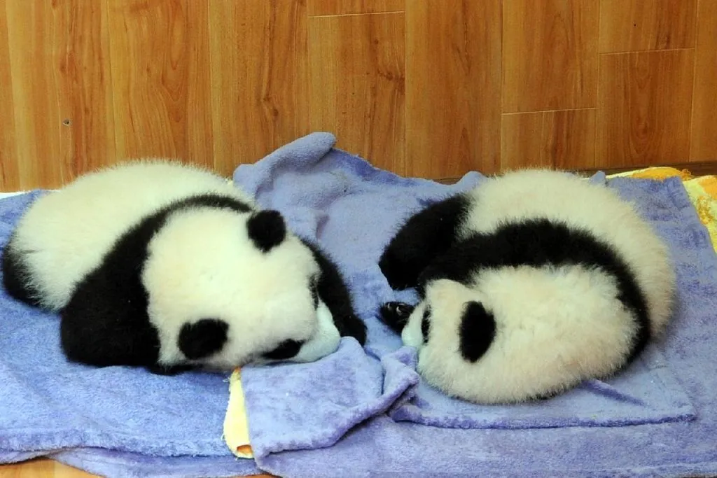 Bébés pandas géants du Sichuan