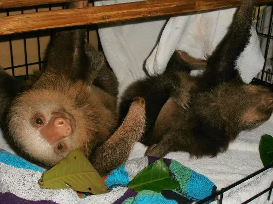 Bebés perezoso : fotografía de Aviarios del Caribe Sloth Sanctuary ...