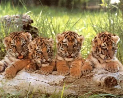 bebes tigres