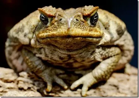 El Beelzebufo, el sapo más gigante que ha existido - Blogodisea