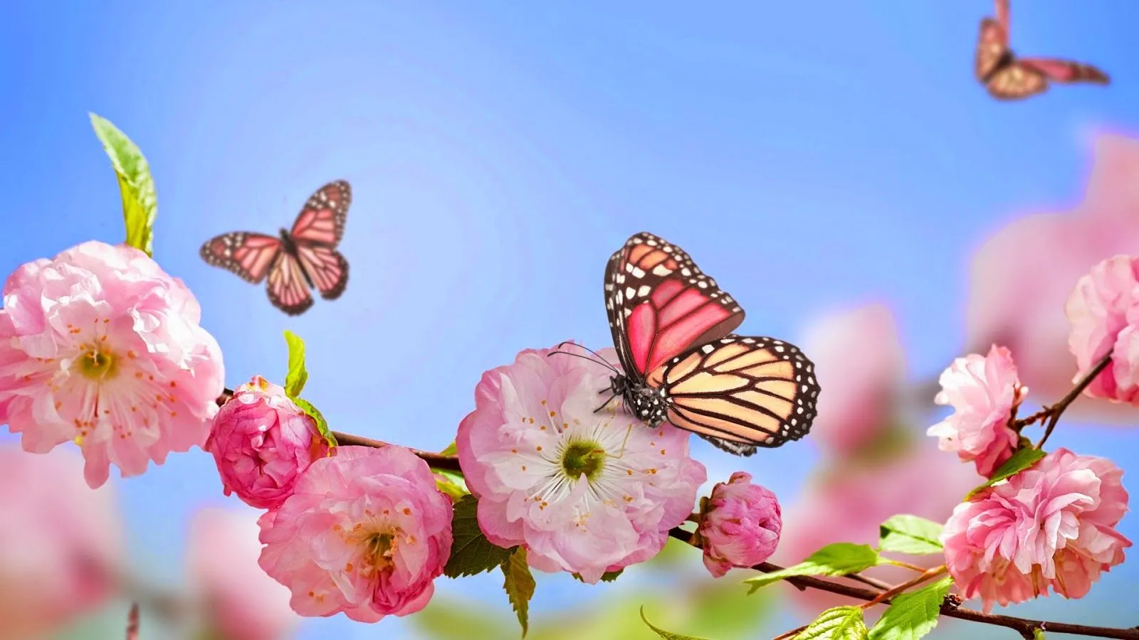 Bellas Mariposas Wallpapers MEMES Pictures