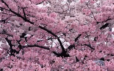 La belleza de los cerezos en flor - Taringa!