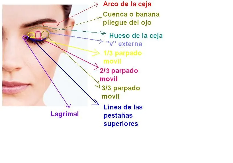 BELLEZA MAKE UP: PARTES DEL ROSTRO BÁSICAS