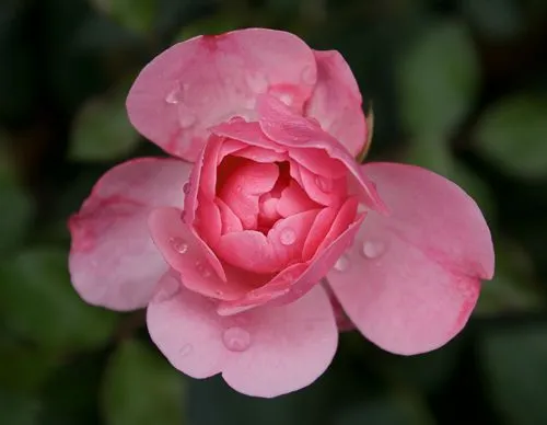 Cosméticos y perfumes a base de rosas, no forzosamente rosas ...