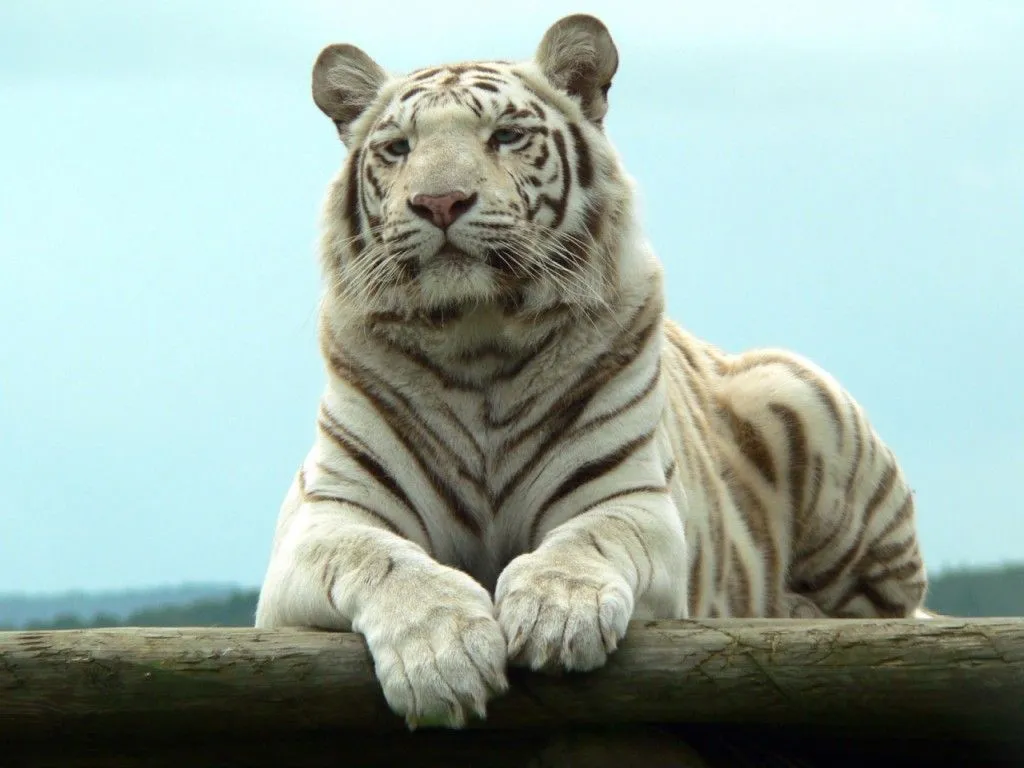 Bellezas de Jarabacoa y del Mundo: El Tigre de Bengala!!!!!