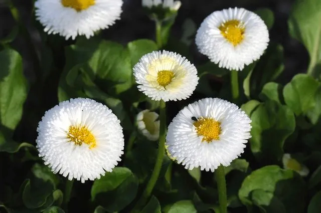 Bellis perennis (Flore Pleno) Biopix foto/imagen 68052