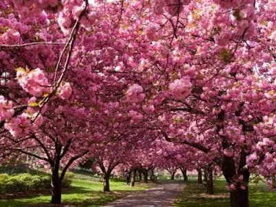 Nuestro Bello Planeta: PAISAJES DE PRIMAVERA