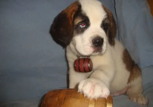 BELLOS CACHORRITOS DE LA RAZA SAN BERNARDO ~ LO MEJOR EN FOTOGRAFIAS