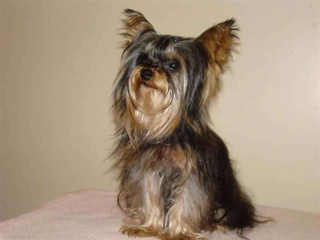 Bellos Yorkshire Terrier | Fotos e Imágenes en FOTOBLOG X