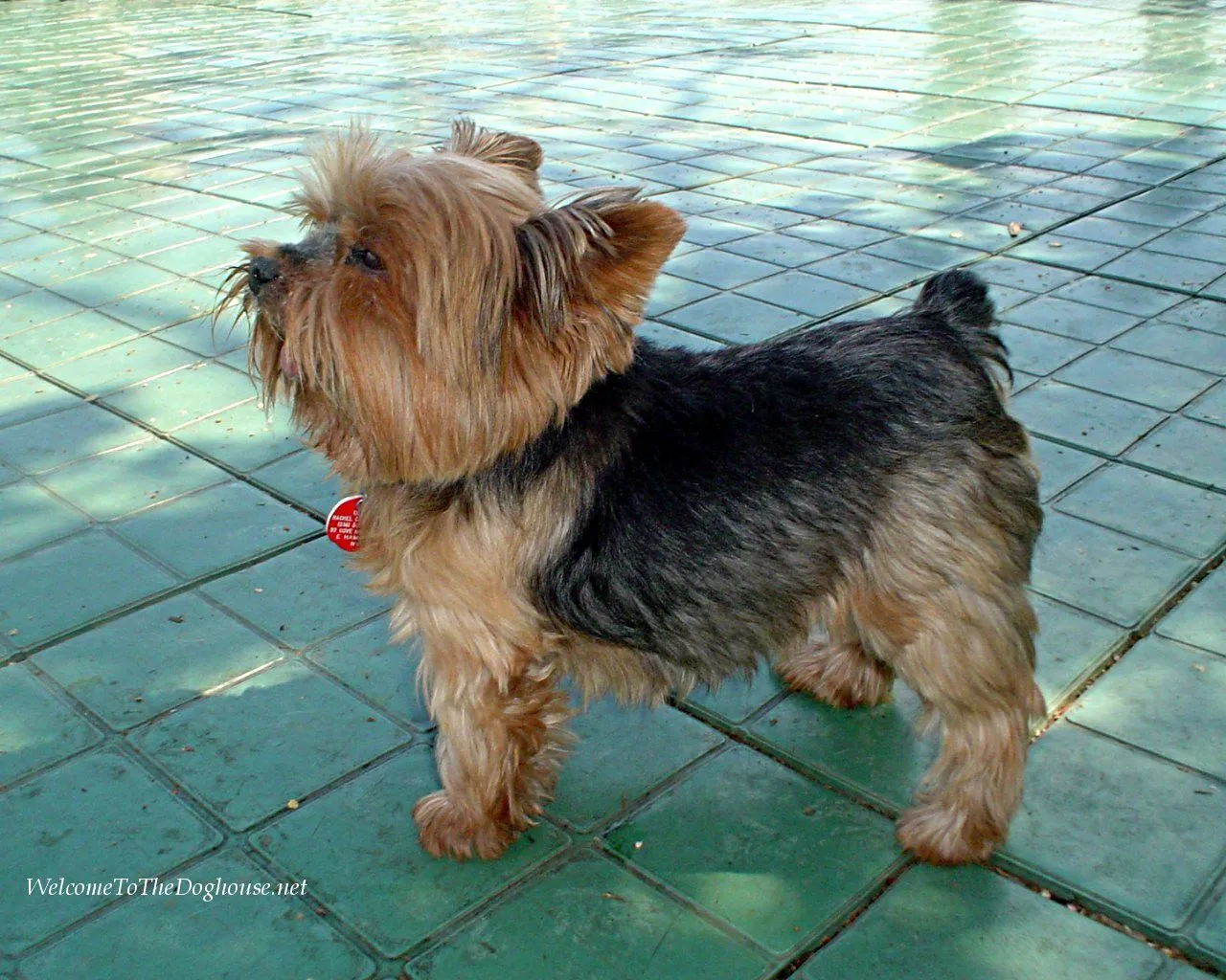 Bellos Yorkshire Terrier | Fotos e Imágenes en FOTOBLOG X