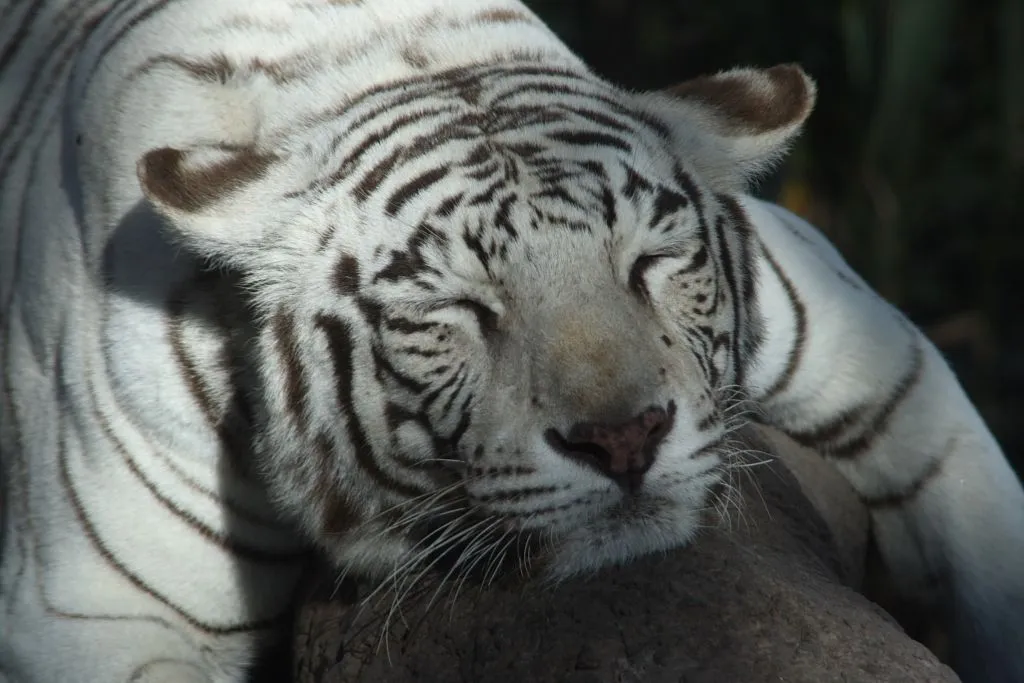 Bengal Tiger / Tigre de Bengala (Panthera Tigris) | Flickr - Photo ...