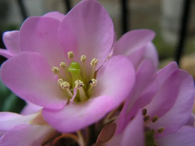 Bergenia crassifolia | Flickr - Photo Sharing!