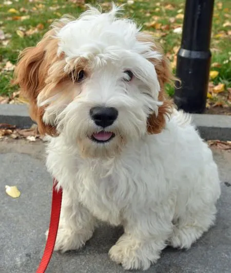 Bernie the Poodle Mix | Puppies | Daily Puppy